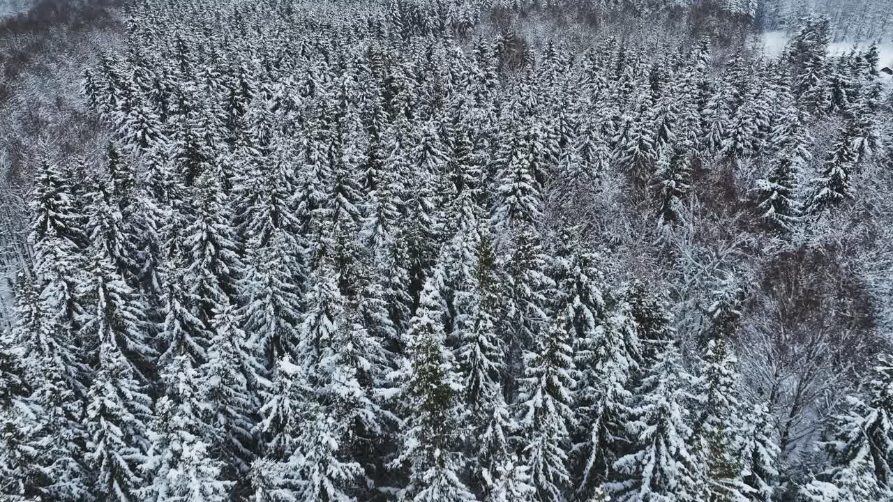 Luftfoto, grantræernes toppe er dækket af et tykt lag sne