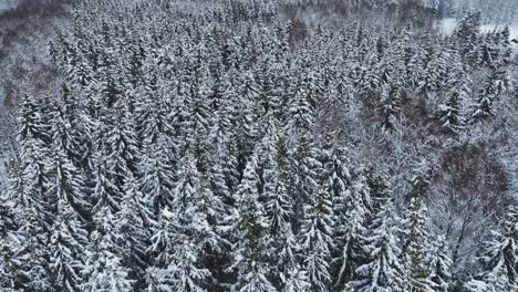 Vista-Aérea,-Las-Copas-De-Los-Abetos-Están-Cubiertas-Con-Una-Gruesa-Capa-De-Nieve