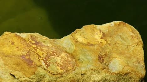 Static-video-of-juvenile-green-frog-on-rocks