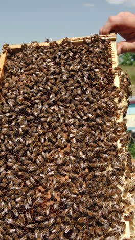 honeybees on a beehive frame