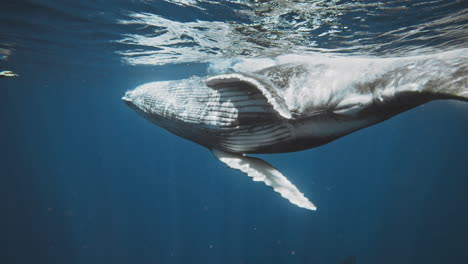 Lustiges-Tiervideo-Von-Einem-Neugierigen-Buckelwalkalb,-Das-Sich-Einem-Schwimmer-Zu-Nahe-Nähert,-Als-Dass-Es-Ihm-Lieb-Wäre