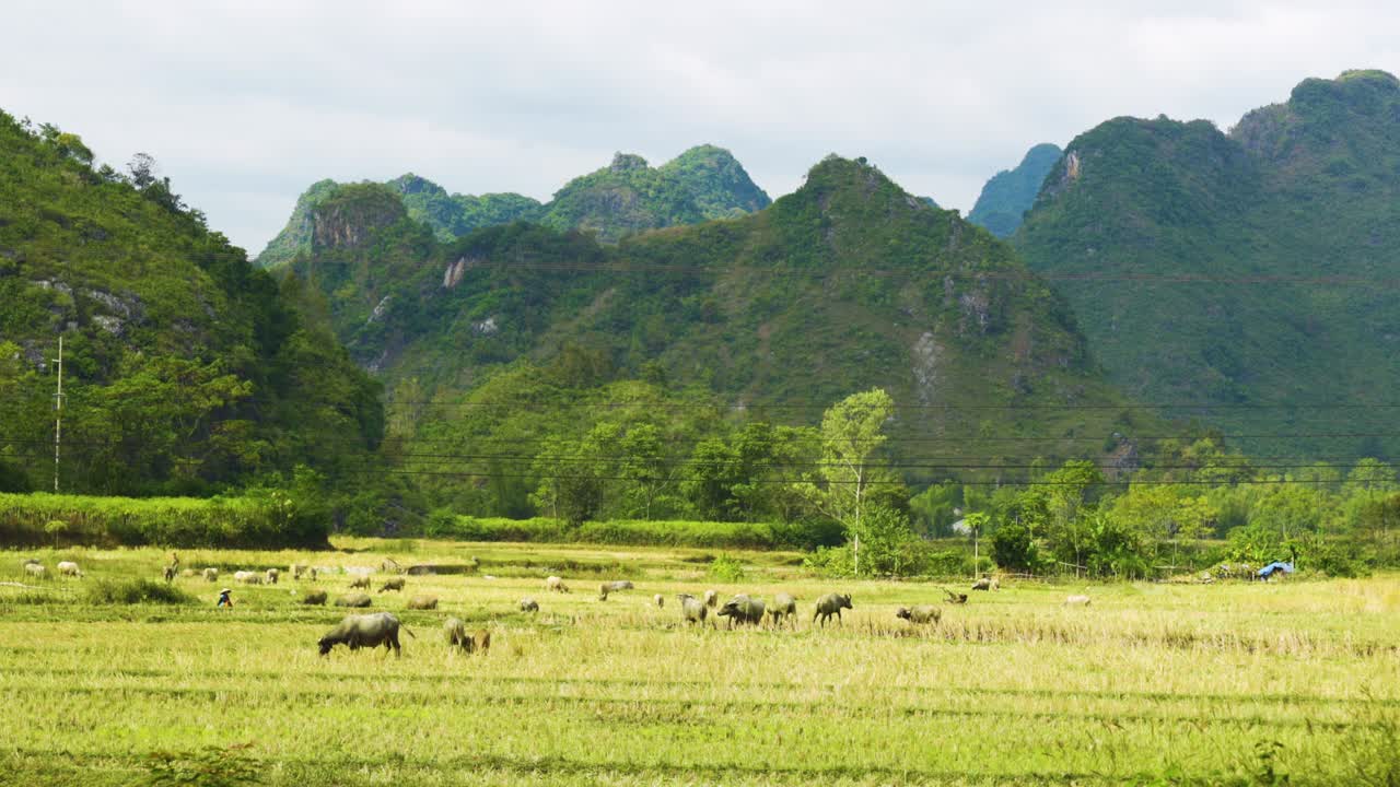 Grass-fed Cows and Water Buffalo on the Foothills of Large Limestone Mountains and Hills