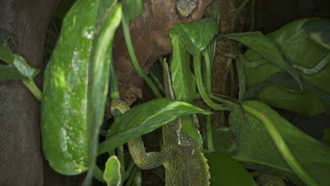 Jackson's-chameleons-or-Jacksons-horned-chameleon-are-native-to-the-woodlands-and-forests-in-Kenya-and-Tanzania