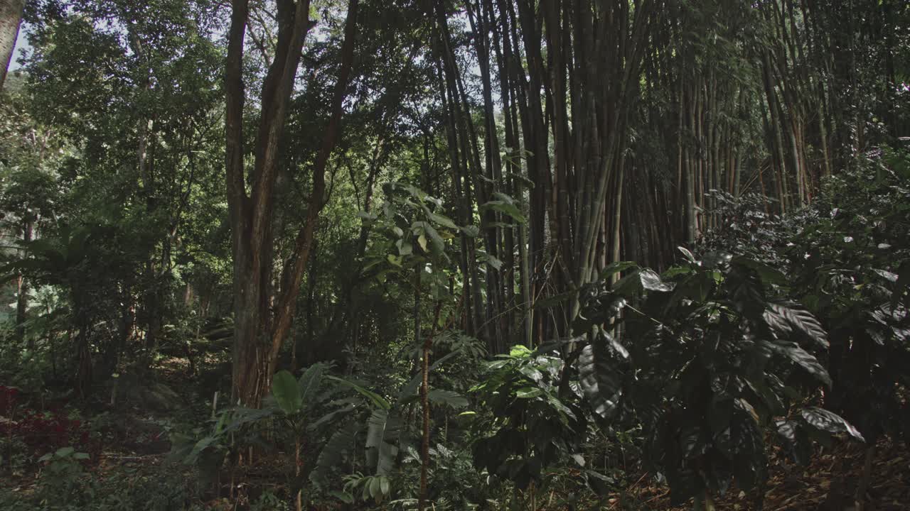 Forêt tropicale avec du bambou et des caféiers
