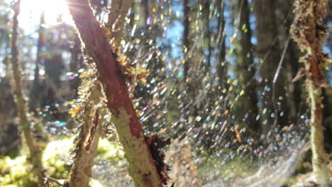 Abstrakter-Naturhintergrund,-Defokussiertes-Spinnennetz,-Das-Im-Wald-Glitzert