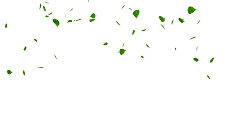 hojas verdes explosión aisladas en blanco, con mate.