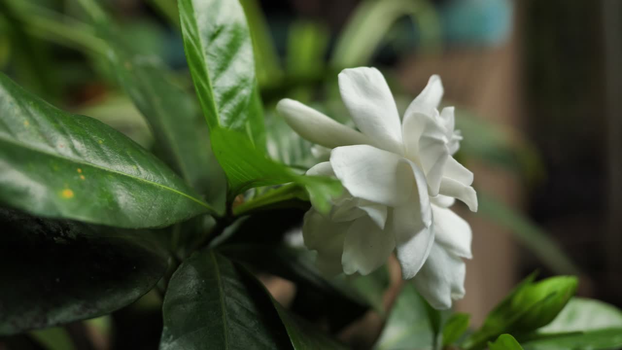 Nahaufnahme einer schönen weißen Gardenienblüte