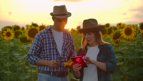 two farmers are studying a sunflower with a magnifier on the field at sunset. they write down its basic properties on a tablet.