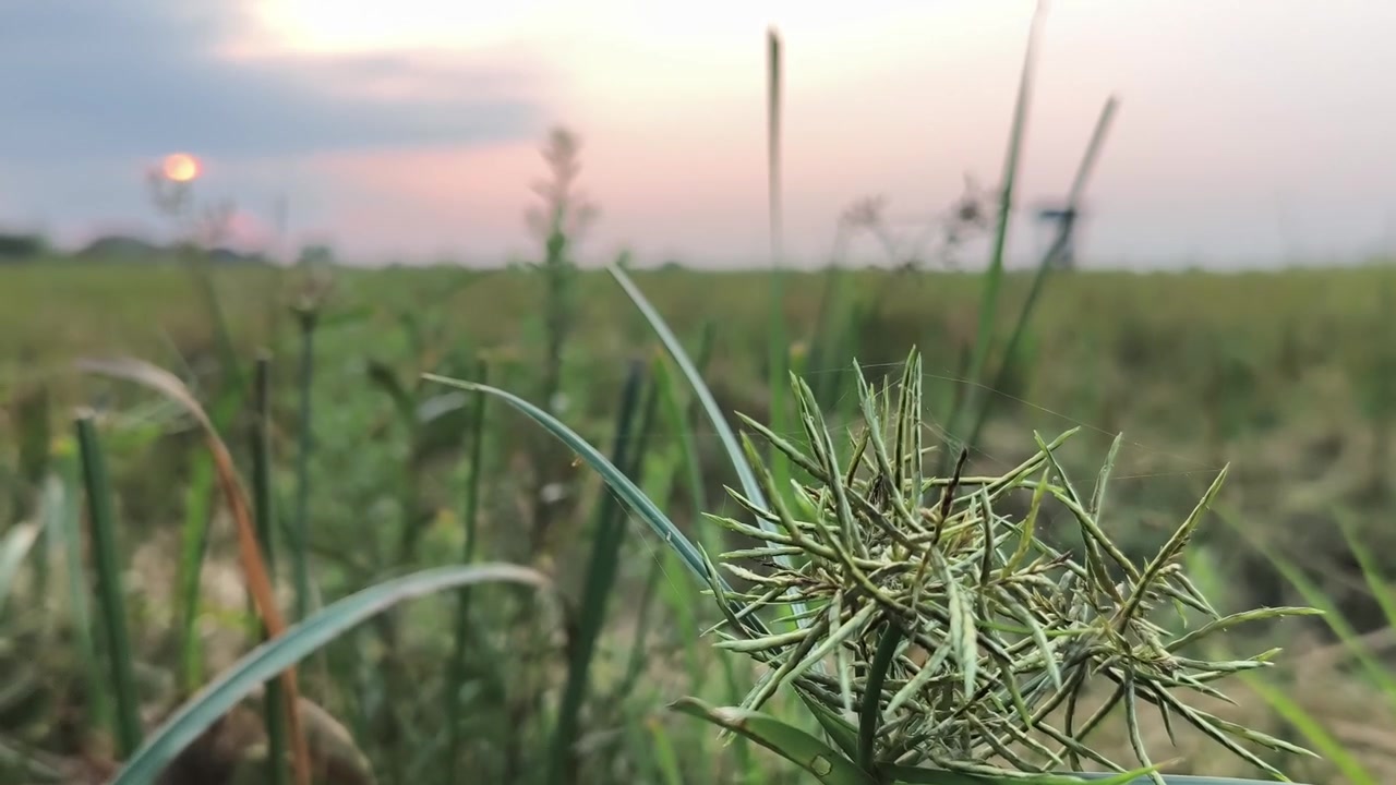 Close-up of Wild Grass Seed Head in Meadow at Sunset