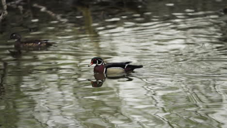 Ente-Schwimmt-In-Einem-Teich