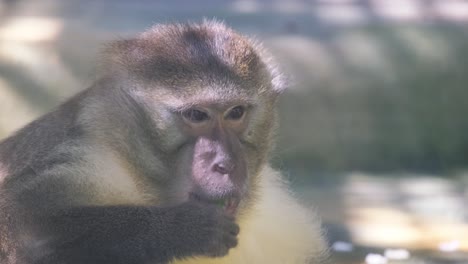baboons are shown eating green pepper in their natural habitat full of vibrant nature elements. a lively baboon relishing a fresh, vibrant green pepper in its natural outdoor habitat, showcasing wildlife behavior