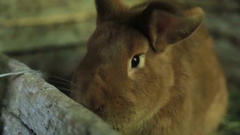 close-up of a brown rabbit