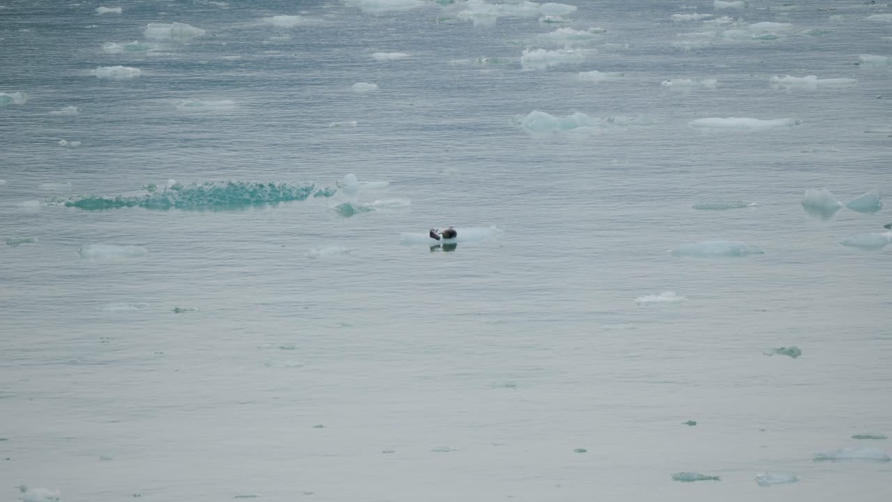 Harbor seals sitting on a small iceberg and diving into the icy waters at Dawes Glacier, Endicott Arm fjord, Alaska.