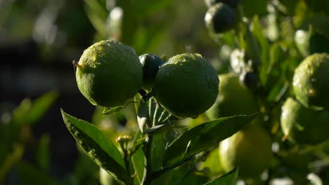 pan shot capturing moist limes within a garden