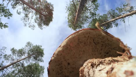 Vista-De-Abajo-Hacia-Arriba.-Un-Hongo-Noble-Y-Real.-Boletus-De-Setas-Blancas.