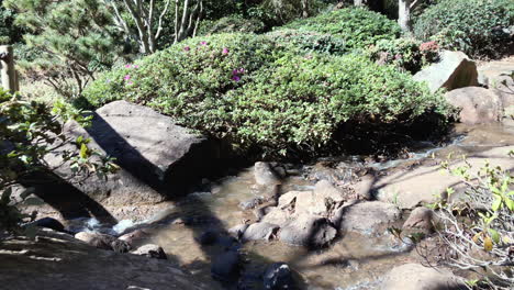 Riachuelo-De-Cascada-Con-Follaje-Verde,-Ju-Raku-En-Jardín-Japonés,-Toowoomba,-Australia