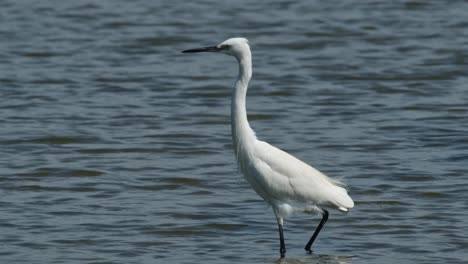 Looking-to-the-left-as-the-camera-follows-it-while-foraging-for-food,-Little-Egret-Egretta-garzetta,-Thailand