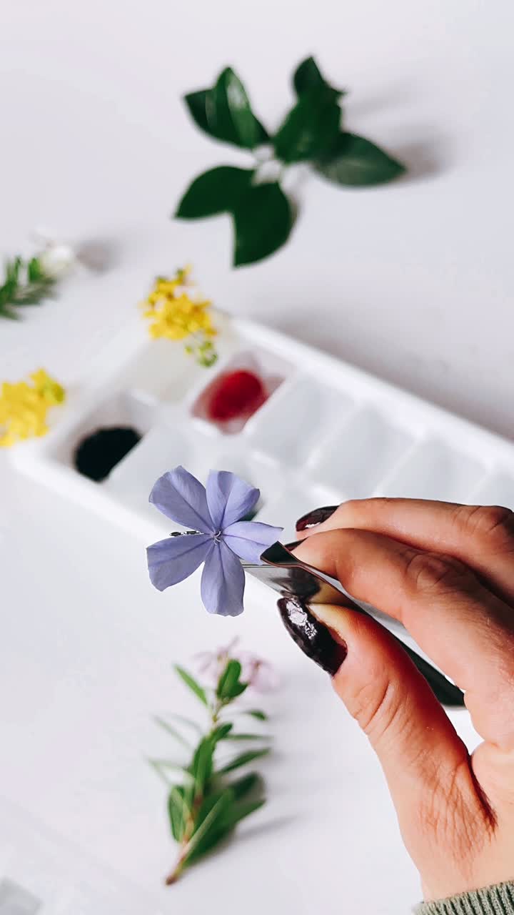 preparación de flores para el teñido natural en una bandeja de cubos de hielo