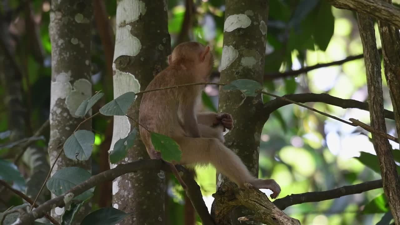 macaco de cola de cerdo del norte, macaca leonina, parque nacional khao yai