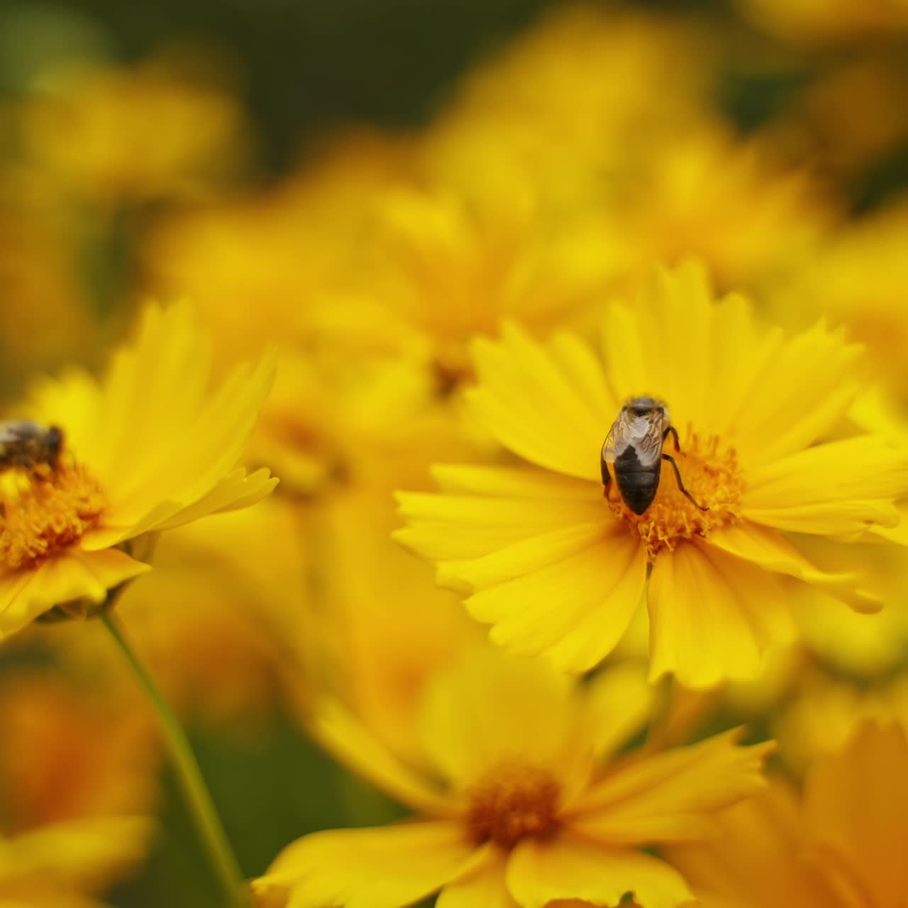 Bees on flowers in summer. Honey insects collecting pollen from beautiful yellow flowers. Close-up. Pollination and flowers.