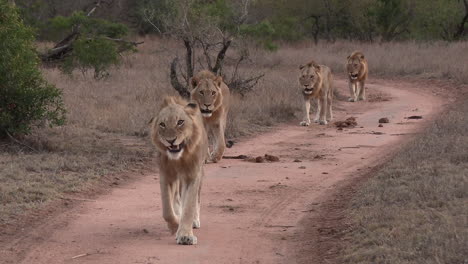 Una-Coalición-De-Cinco-Leones-Machos-Jóvenes,-Generalmente-Hermanos,-Pasan-El-Rato-Juntos