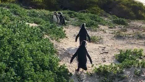 a couple of south african penguins at boulders beach