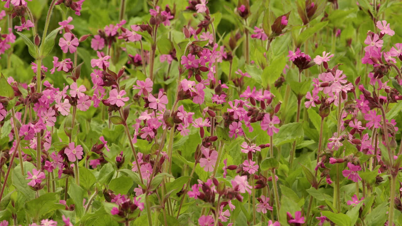 tomada de cerca de campeón rojo, silencio flores de dioica balanceándose moviéndose en la brisa del viento