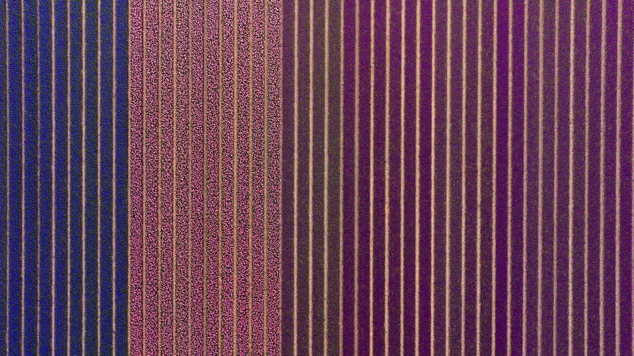 panorámica aérea que establece una visión general de los coloridos campos de flores que florecen en los países bajos