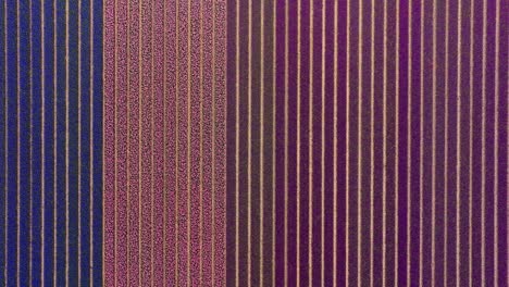 Panoramic-aerial-establishing-overview-of-colorful-flower-fields-blossoming-in-Netherlands