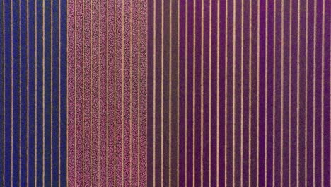 panorámica aérea que establece una visión general de los coloridos campos de flores que florecen en los países bajos