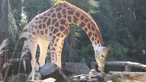 giraffe eating in a zoo enclosure