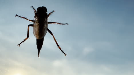 Mosca-Ladrona-Encaramada-En-Una-Ventana-De-Vidrio-Contra-El-Cielo-Del-Atardecer