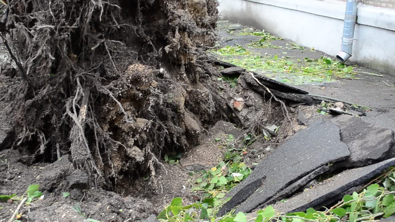 Pali e supporto per linea elettrica. L'albero è caduto dopo un uragano.