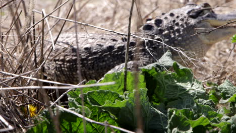 alligator crawling through the swamp close up