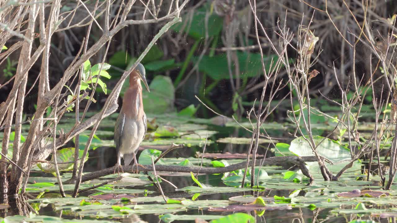 햇볕이 잘 드는 아침에 에버글레이즈 늪에 있는 나뭇가지에 앉아 있는 그레이트 헤론