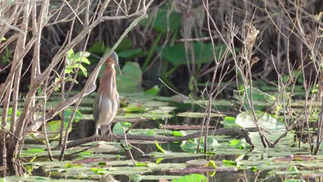 gran garza posada en una rama en el pantano de los everglades en una mañana iluminada por el sol