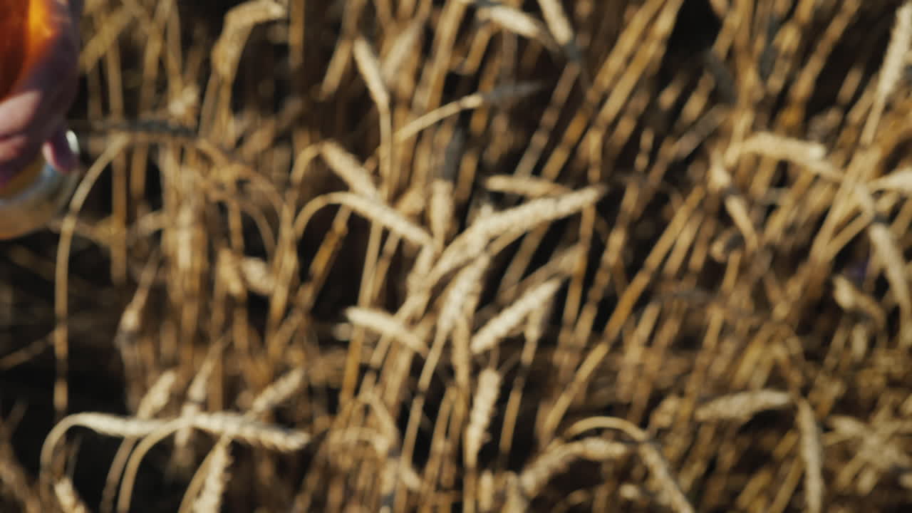manos con vasos de cerveza tintinean vasos en un campo de trigo 3