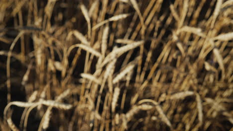 hands with glasses of beer clink glasses in a wheat field 3