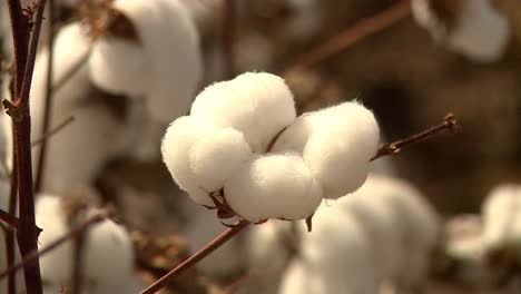 super close up of cotton on a cotton plant branch outdoors