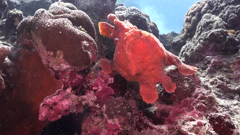 giant orange frogfish catching sardine