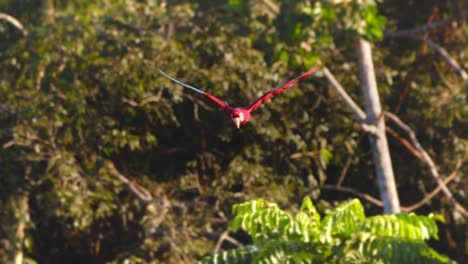 incoming flight of green winged macaw as it approaches flapping its wings over the rain forest on sunny day