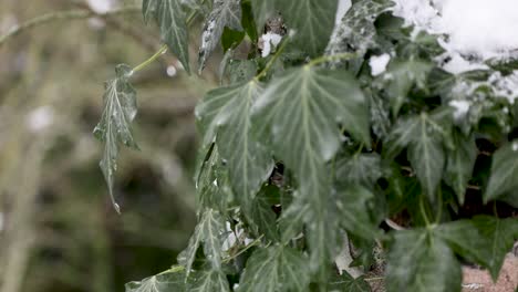 Close-up-shot-of-snowy-ivy-in-nature-after-snowfall-in-winter