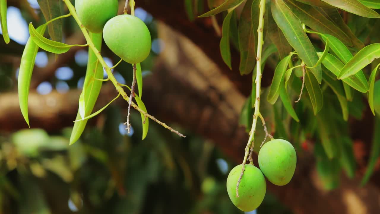 un montón de mangos colgando de un árbol al aire libre durante el día