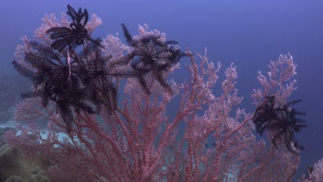 Ventilador-De-Mar-Rosa-Con-Estrellas-De-Plumas-Negras-En-El-Arrecife-De-Coral-Tropical