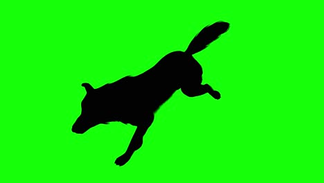 Silhouette-of-a-wolf-running,-on-green-screen,-perspective-view