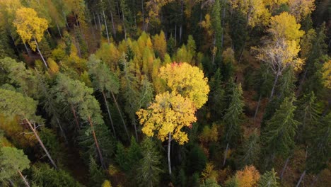 Colorful-forests-of-Latvia-in-the-month-of-October