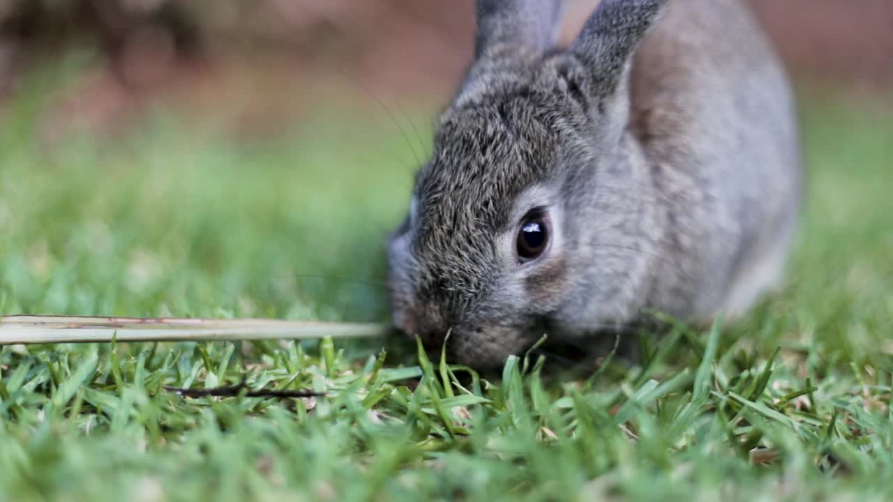 un conejo mascota se alimenta de un césped verde en este primer plano
