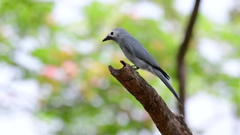 el drongo ceniciento es un migrante regular asustadizo a tailandia en el que le gusta posarse en lo alto de las ramas, que pueden estar lejos del alcance de humanos o animales, fácil de despegar y capturar insectos
