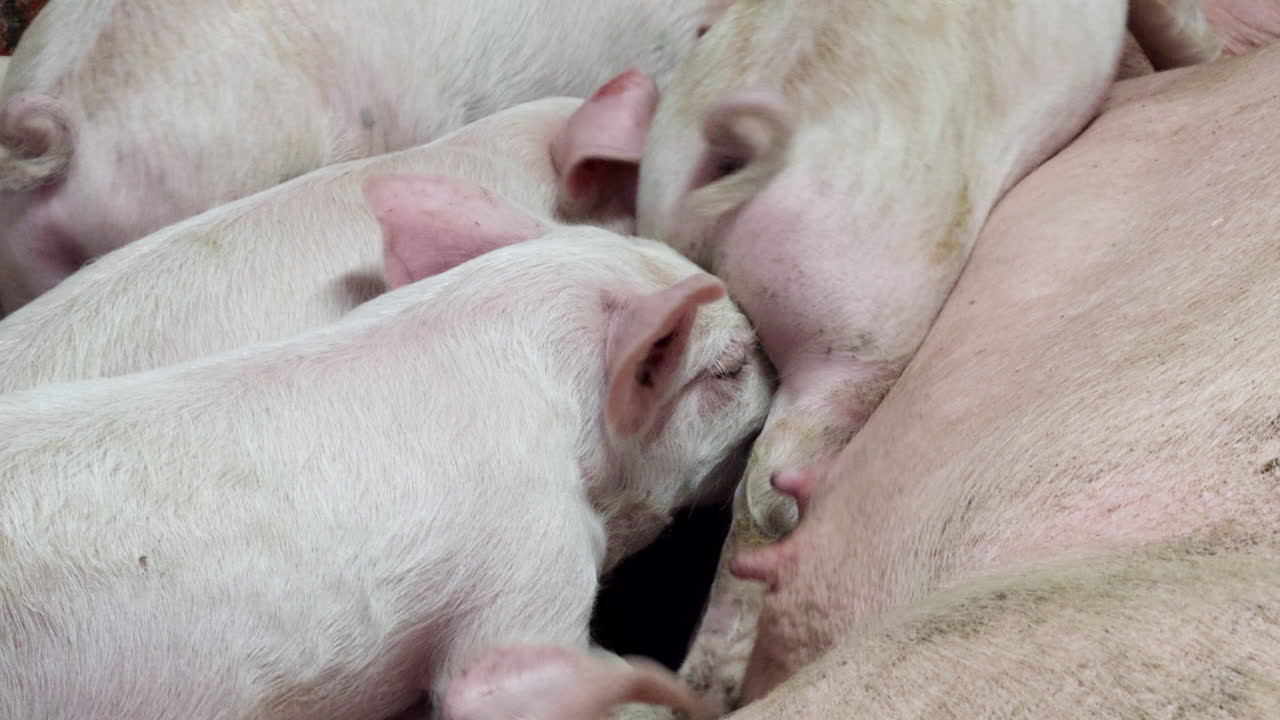 Piglets Sucking Milk On Its Mother Teets In The Pigpen. - closeup shot
