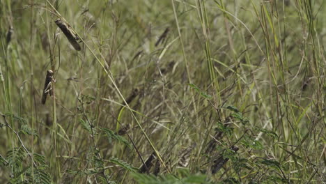 Group-of-locusts-sitting-on-blades-of-grass,-half-close-shot